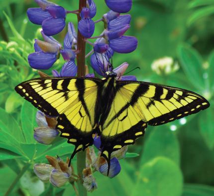 http://eastcoastliving.ca/wp-content/uploads/2012/08/Canadian-Tiger-Swallowtail.jpg
