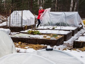 Niki Jabbour adjusts a hoop tunnel in a snow-covered garden of raised beds.