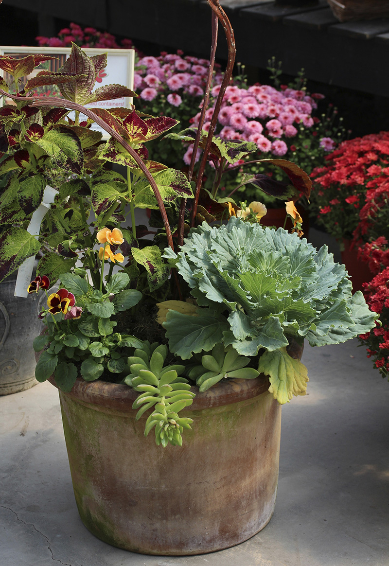 A selection of choices for autumn planters: hardy ornamental kale, sedum, pansies plus some more tender coleus, with accent spikes from a peacock willow in the centre. Photo: Jodi DeLong