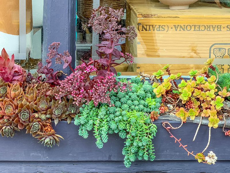 A windowbox of colourful perennial succulents. Photo: Jodi DeLong