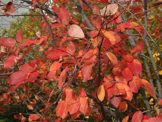 Amelanchier fall colour. Photo by Jodi DeLong