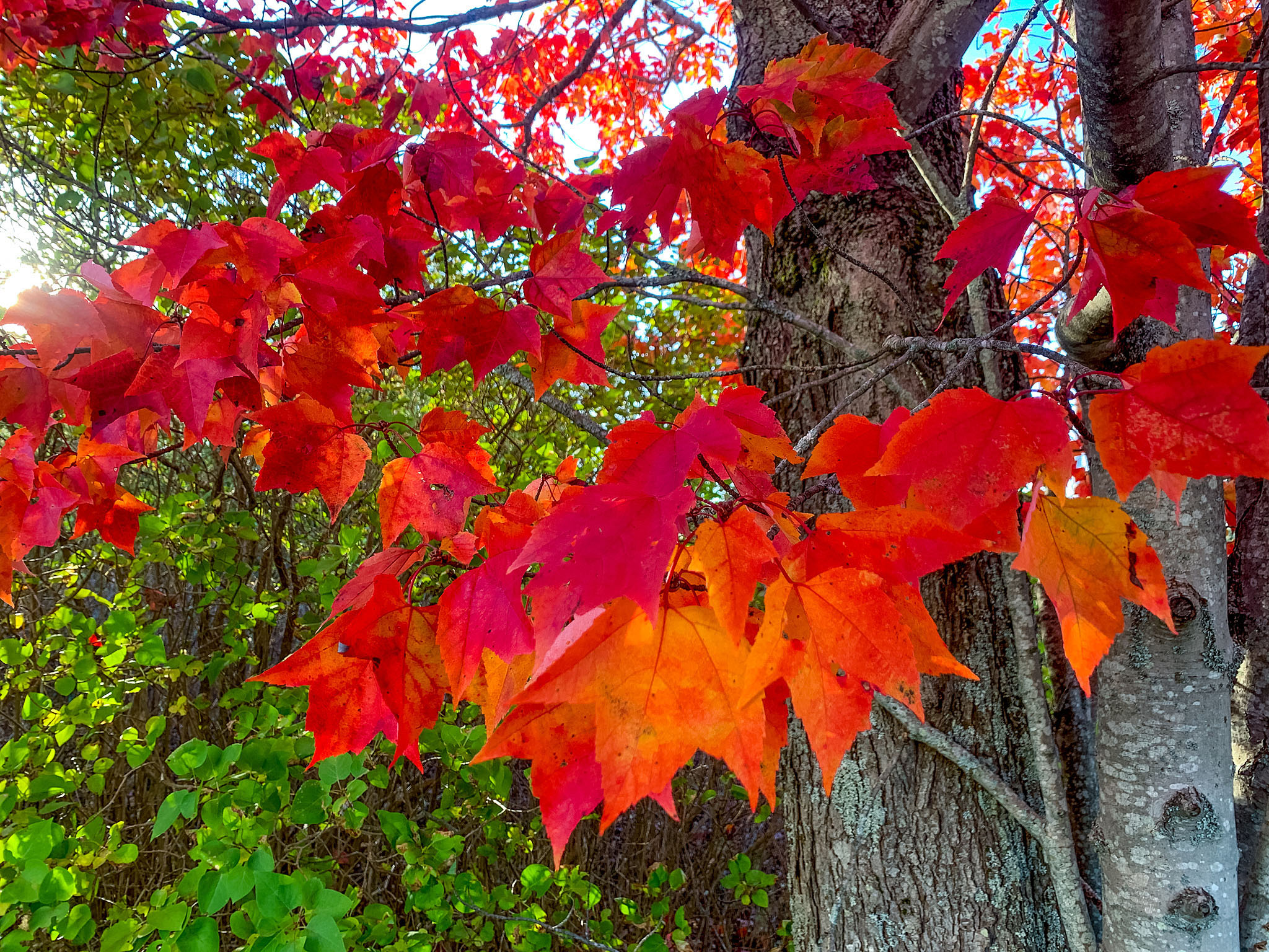 Red Maple leaves  Photo by Jodi DeLong