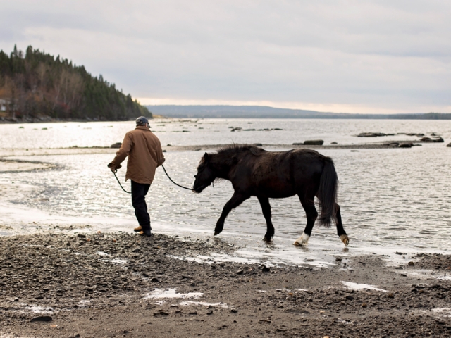 Morley and Flint out for a stroll on the beach. Newfoundland ponies are now one of the rarest breeds in the world.  Photo: Alyssa Gillingham